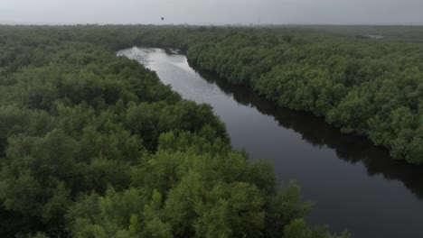 Luftaufnahme-Eines-üppigen-Mangrovenwaldes-Mit-Fluss-In-Karachi,-Dolly-Shot