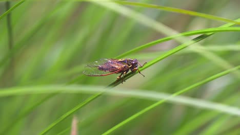 Cicada-on-green-grass-chirping-closeup-slow-motion-shot