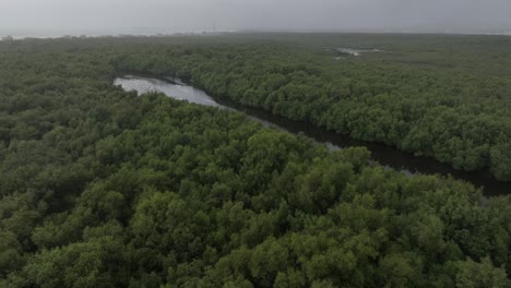 Aerial-View-Of-Lush-Mangrove-Forest-With-River-In-Karachi