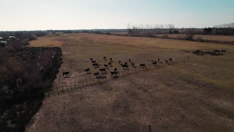 Un-Gran-Número-De-Vacas-Y-Toros-Negros-Están-En-Medio-De-Un-Campo