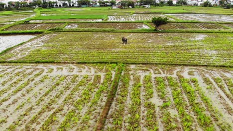 Campos-De-Arroz-Agrícolas-Verdes-Con-Búfalos-De-Agua-Y-Cultivos-De-Arroz-Que-Crecen-En-Hoi-An,-Vietnam