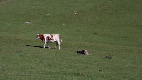 Brown-and-white-spotted-cow-walks-across-green-grass-hillside-pasture