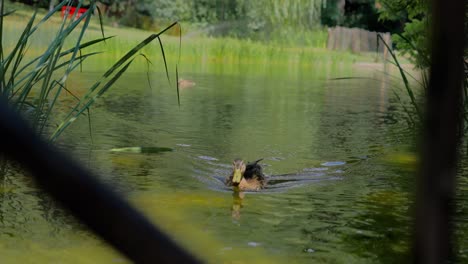 Mallard-Duck-swimming-in-the-pond-towards-the-camera-in-Türkenschanzpark-in-Vienna-during-a-sunny-day