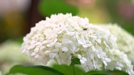 Flores-Blancas-De-Saúco-Con-Una-Araña-Encima
