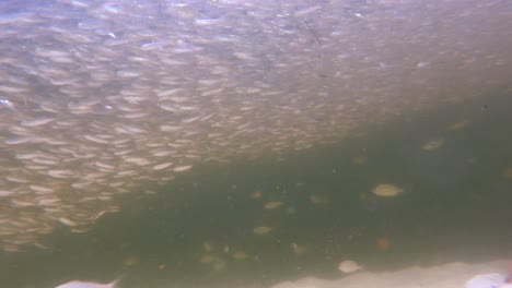 Millions-of-bait-fish-of-different-sizes-and-species-hiding-along-a-shoreline-in-heavy-current