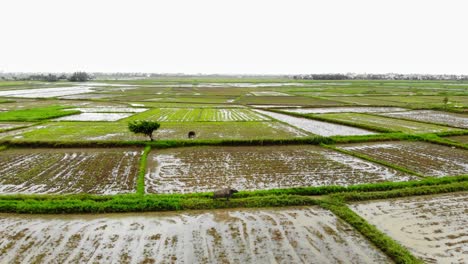 Jib-shot-On-The-Vast-Landscape-Of-Rice-Crop-Fields-and-water-buffalos-In-The-Rural-part-Of-Hoi-An,-Quang-Nam,-Vietnam