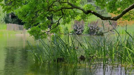Pond-in-the-Türkenschanzpark-in-Vienna-with-Mallard-Ducks-hiding-in-the-long-lake-grass-surrounded-by-trees-and-nature-during-a-sunny-day