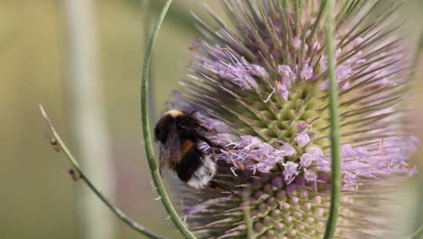 Macro-close-up-of-wild-Bumblebee-collecting-pollen-of-blooming-flower-in-nature