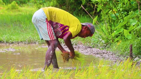 Agricultor-Descalzo-Con-Gorra-Plantando-Plántulas-De-Arroz-En-Tierras-De-Cultivo-Húmedas-En-Bangladesh