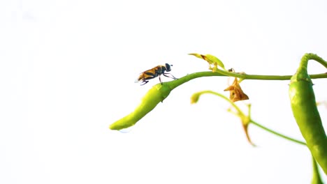Große-Wespe,-Die-Sich-Am-Ende-Einer-Chili-Pfefferpflanze-Entspannt,-Isoliert-Vor-Dem-Weißen-Himmel