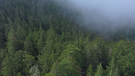 Aerial-panning-up-from-evergreen-forest-to-dense-foggy-sky-above-trees