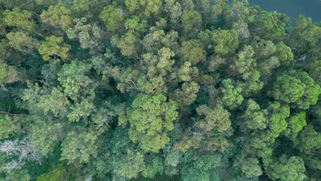 Immergrüne-Bäume-Im-Waldtal-Mit-Felsigem-Fluss-In-Portugal