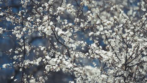 Zarte-Weiße-Kirschblüten-Auf-Den-Dunklen,-Schlanken-Zweigen