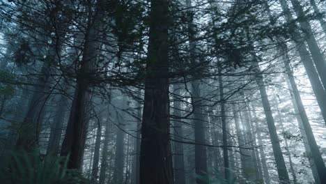Filmische,-Eindringliche-Schönheit-Eines-Gruseligen-Waldes-Mit-Nebliger-Atmosphäre,-Niedriger-Winkel