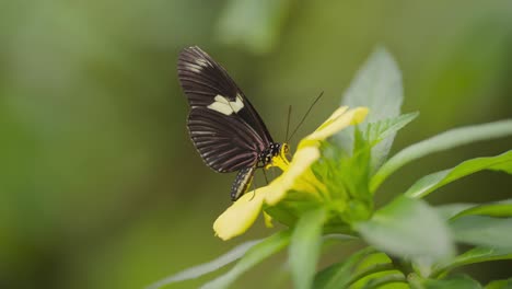 Bunter-Schmetterling,-Der-Anmutig-Auf-Einer-Sonnigen-Gelben-Blume-Speist