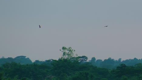 Two-Eagles-Looking-For-Prey-during-The-Evening-Overhead-Rainforest