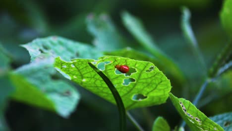 Beautiful-Orange-Leaf-Beetle-Eating-Leaf-and-Cleaning-Face,-Medium-Shot