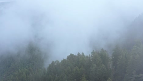 Aerial-through-dense-fog-over-green-summer-evergreen-forest-in-mountains