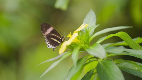 Un-Momento-Cautivador-De-Una-Mariposa-Bebiendo-Néctar-De-Una-Flor-Amarilla