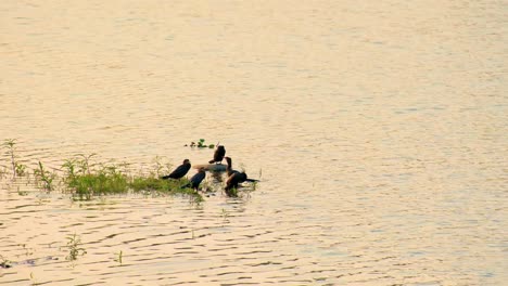 Cinco-Grandes-Cormoranes-Negros-Descansando-En-Un-Lago-En-Bangladesh