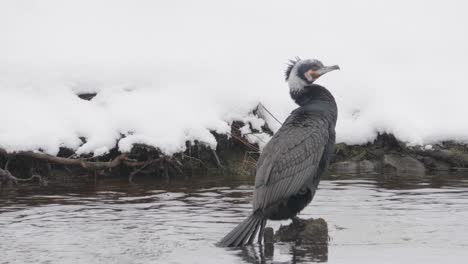 Frozen-serenity:-a-cormorant's-at-winter-landscape
