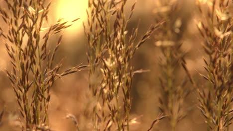 Wildes-Gras-Mit-Leuchtenden-Lichtern-Und-Goldenem-Sonnenlichthintergrund
