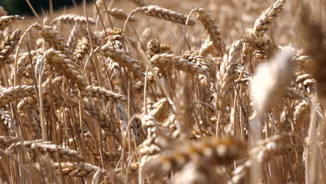 Cinematic-close-up-of-yellow-colored-Wheat-Field-with-Crop-and-Grain-during-sunny-day---blurred-foreground