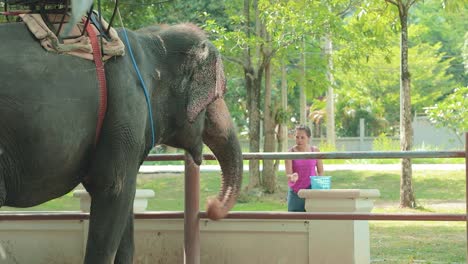 Mujer-Tailandesa-Alimentando-A-Un-Elefante-Tailandés-En-Un-Recinto-En-Tailandia