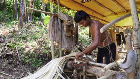 A-young,-indigenous-Filipino-Abaca-farmer-stripping-and-harvesting-abaca-fibers-in-the-jungles-of-Catanduanes,-Philippines