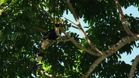 Scratching-its-head-and-bill-with-its-claws,-Great-Hornbill-Buceros-bicornis