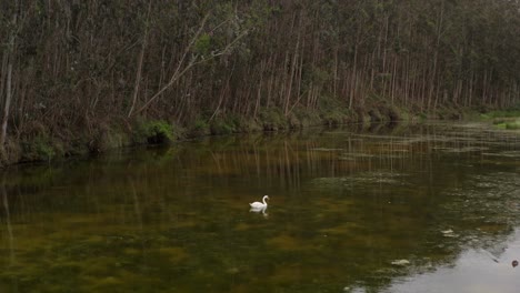 Cinematic-shot-of-a-serene-swan-at-peace-in-the-river,-surrounded-by-varying-shades-of-green-water-and-lush-trees-in-the-background