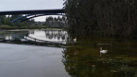 Captivating-view-of-two-graceful-swans-with-stunning-reflections-on-the-water—nature-and-motorway-bridge-in-San-Vicente-de-la-Barquera