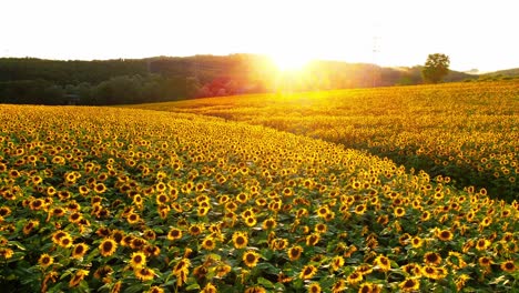 Stunning-4K-drone-footage-of-a-beautiful-sunset-over-big-golden-sunflower-field-in-the-countryside