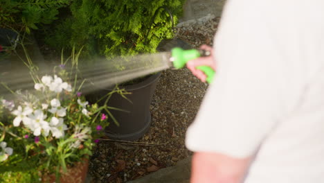 Gardener-sprays-patio-flowering-plants-with-water-hose-summers-morning
