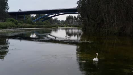 Swan-gracefully-gliding-on-the-calm-river,-surrounded-by-picturesque-nature-and-the-motorway-bridge-in-San-Vicente-de-la-Barquera