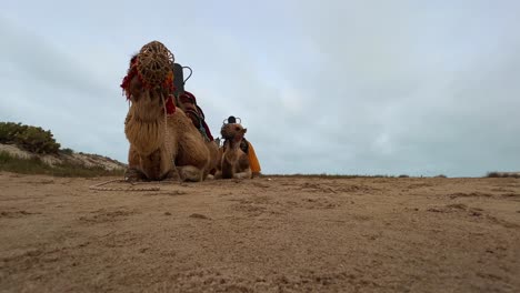 Low-angle-view-of-Two-dromedary-camels-with-muzzle-resting-on-sandy-ground
