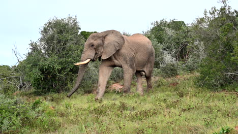 African-elephant-big-bull-comes-from-behind-a-bush,-walking-in-woodlands