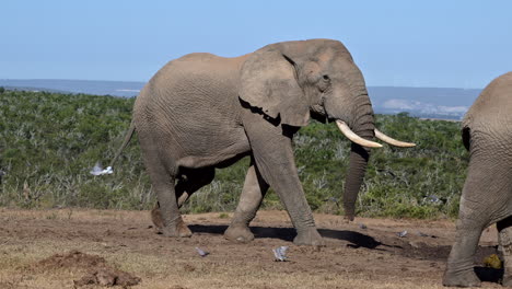 Ein-Großer-Bulle-Eines-Afrikanischen-Elefanten-Nähert-Sich-Einer-Herde,-Die-Sich-An-Einer-Schlammigen-Wasserstelle-Versammelt-Hat