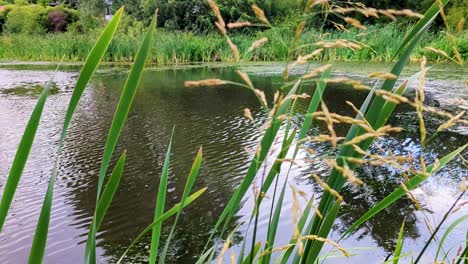 4K-60FPS-View-of-Small-City-Pond,-Looking-Through-the-Reed-and-Cattail,-Wonderful-Fishing-Water