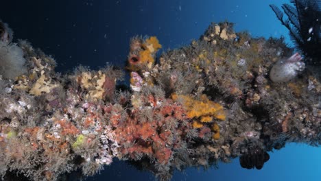 A-scuba-diver-lights-up-the-colourful-coral-covering-an-underwater-artificial-reef-structure