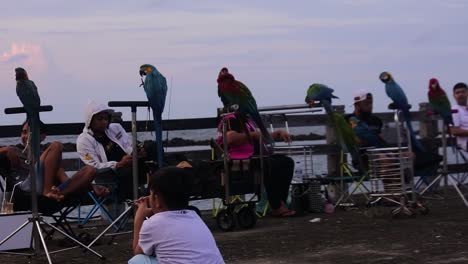 Scarlett-Macaws-bird-perched-in-Taman-Impian-Jaya-Ancol-showing-off-by-owner-as-hobby