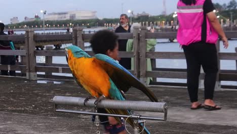 Scarlett-Macaw-bird-perched-in-Ancol-Park-showing-off-by-owner-as-hobby