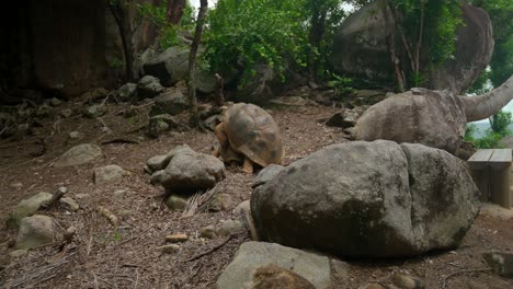 Video-Einer-Unglaublichen-Schildkröte-Von-Der-Insel-Ile-Moyenne-Auf-Der-Insel-Mahé-Auf-Den-Seychellen