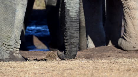 Nahaufnahme-Eines-Afrikanischen-Elefanten-Vom-Rüssel,-Der-Den-Boden-Berührt