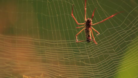 Golden-Silk-Orb-Weaver-spider--weaving-web,-macro