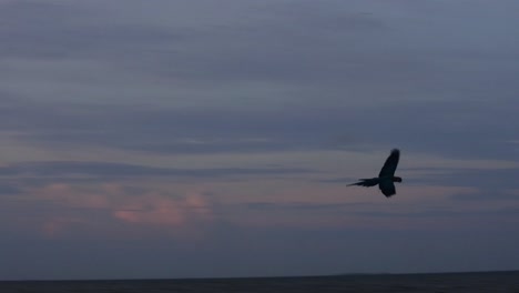 Silhouette-Eines-Scharlachara-Vogels,-Der-In-Der-Abenddämmerung-Am-Himmel-Fliegt