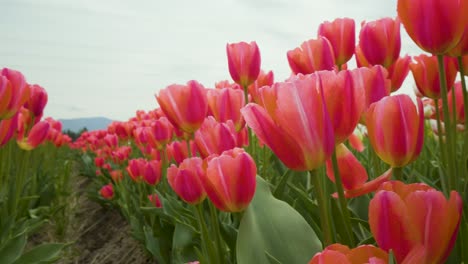 Beautiful-Red-Tulip-Flowers-Dancing-in-the-Wind,-Close-Up-Pan-Right,-Tulip-Flower-Festival-British-Columbia