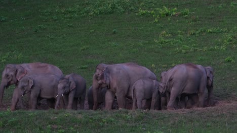Getting-ready-to-go-back-to-the-forest-from-licking-salt-from-the-salt-lick,-Khao-Yai-National-Park,-Indian-Elephant-Elephas-maximus-indicus,-Thailand