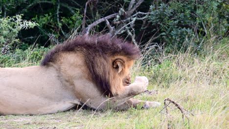 Afrikanischer-Löwe-Leckt-Pfote-Und-Reinigt-Nase.-Zeitlupe