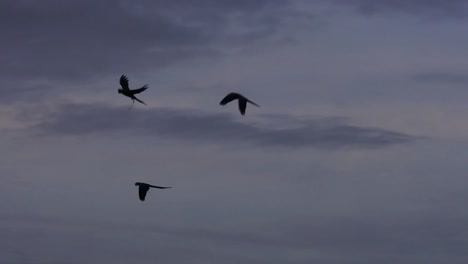 Silhouette-of-Scarlett-Macaws-flying-in-the-sky-at-sunset--slow-motion